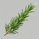 Rosemary